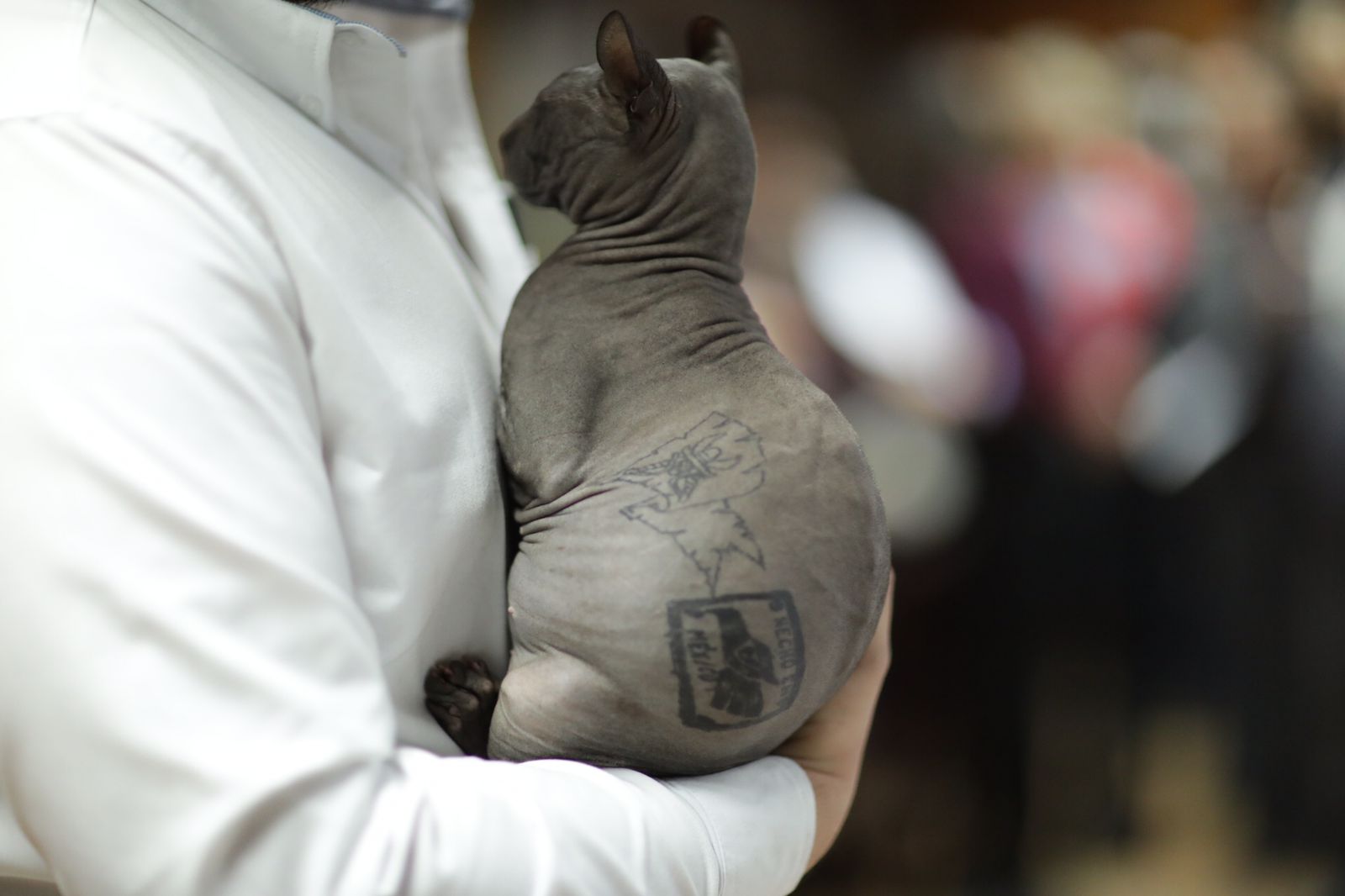 Gato