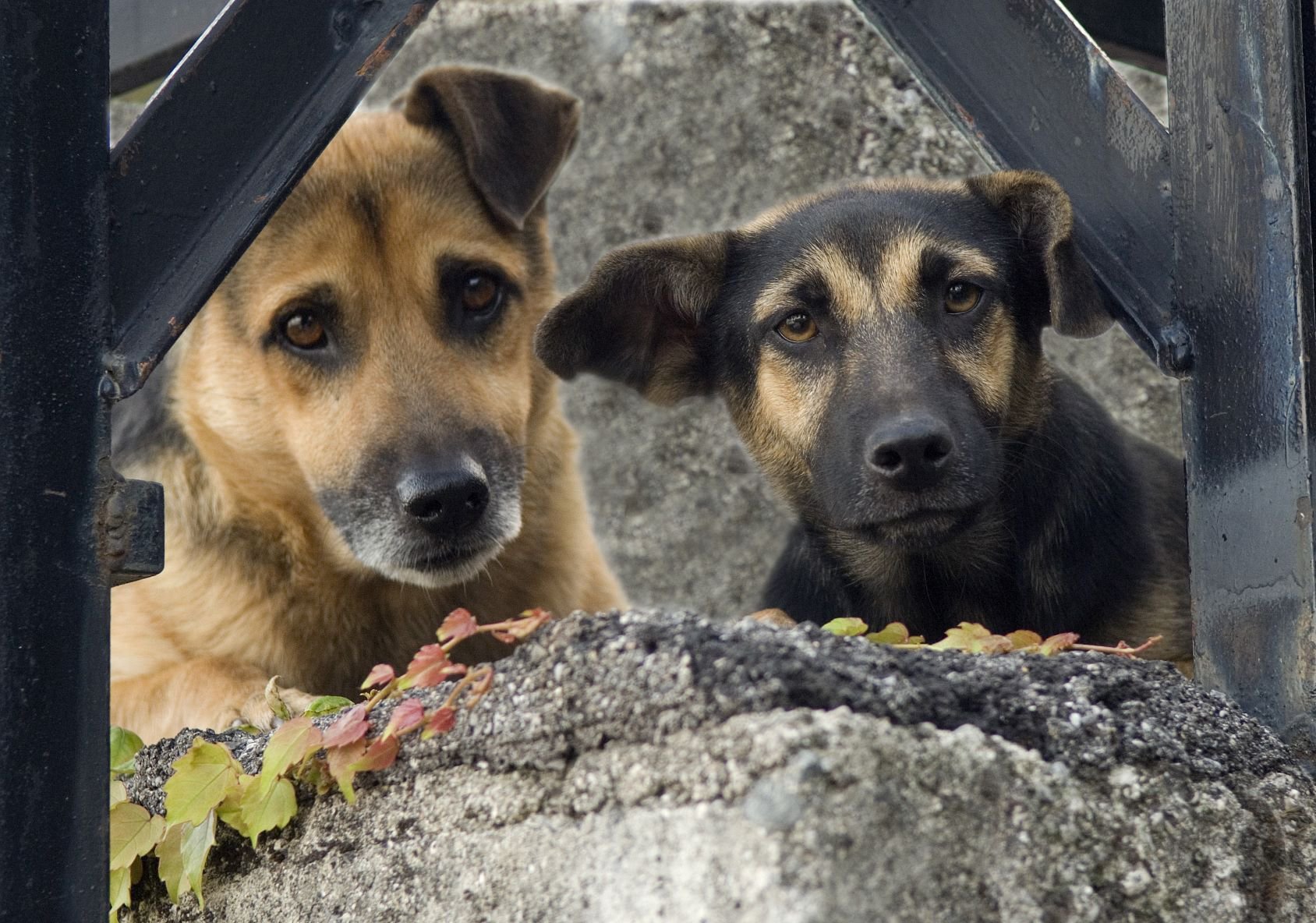 Shutterstock 347666390 dogs.width