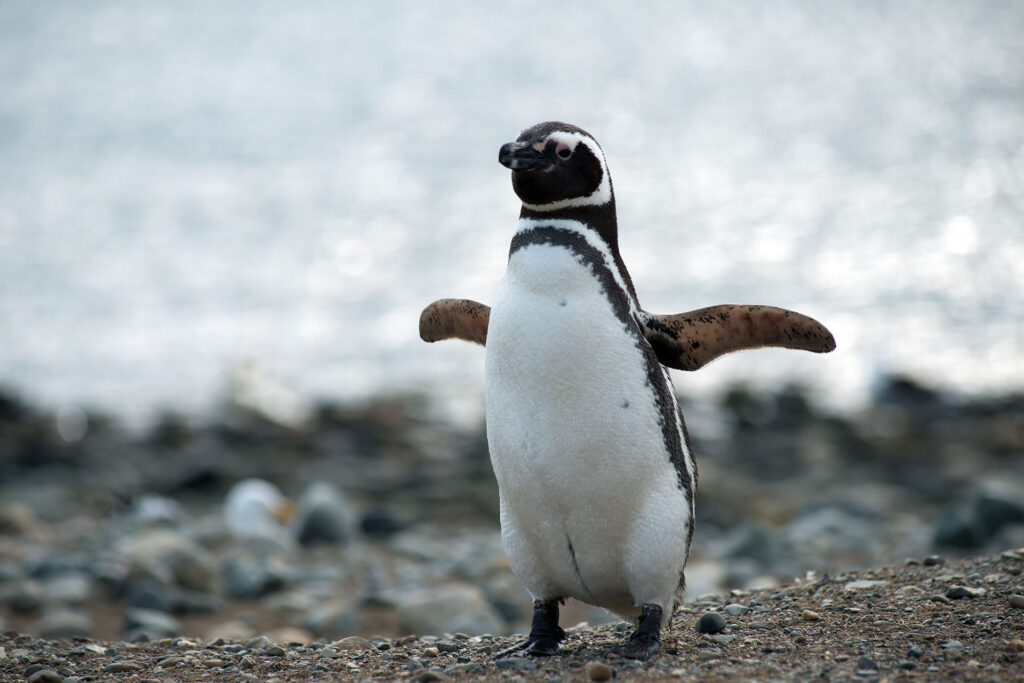 Pingüino de magallanes