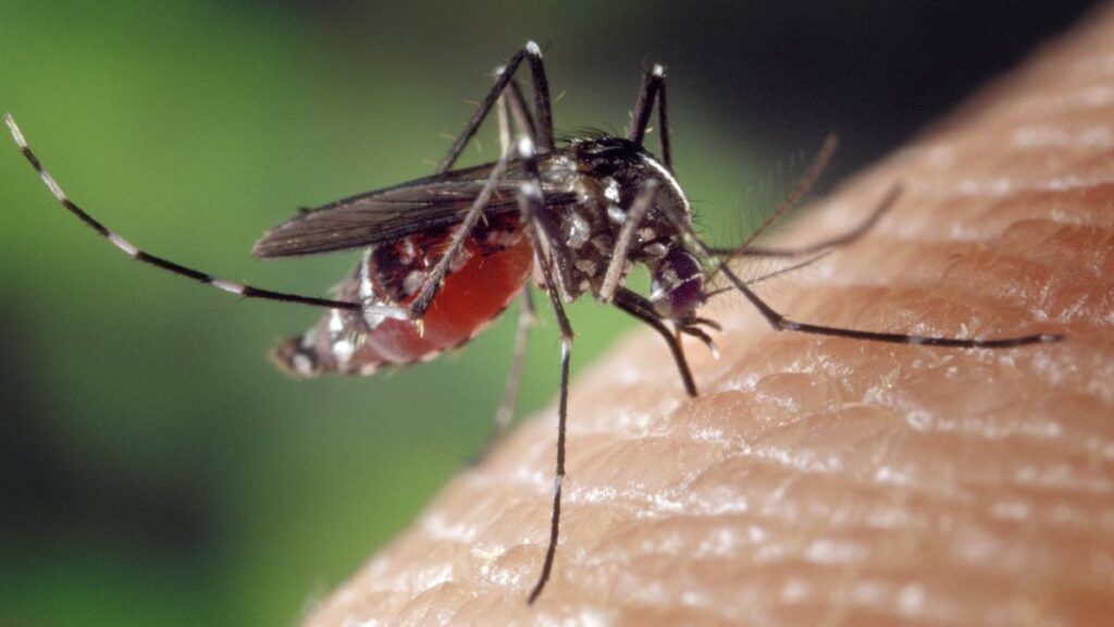 Mosquito enfermedad del nilo